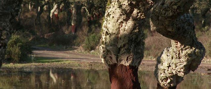 El árbol del alcornoque para corcho